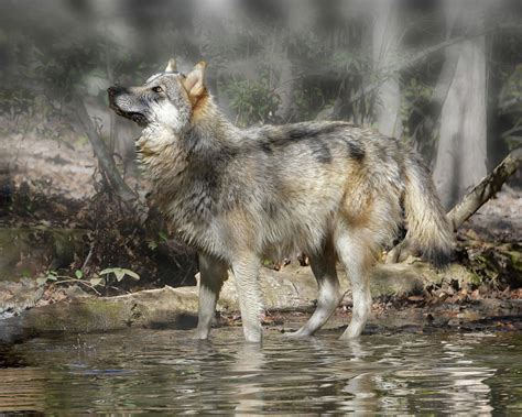 Wolf In The Mist Photograph By Jeannee Gannuch Pixels