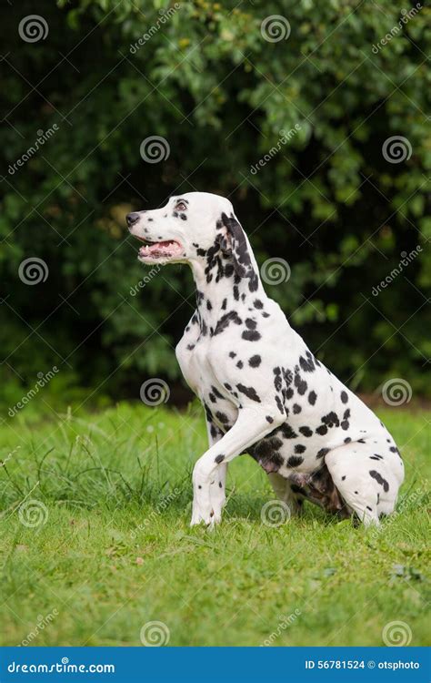 Dalmatian Dog Sitting Outdoors Stock Photo Image Of Lawn Purebreed