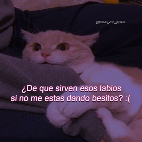 9852 Me Gusta 269 Comentarios Frasescongatitos Frasescon