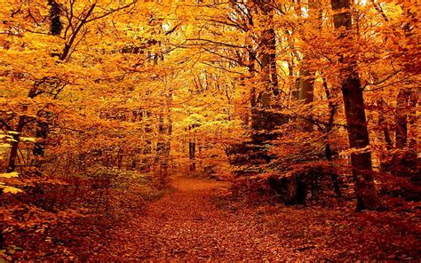 Autumn Forest Path Pathway Through Autumn Hd Wallpaper Pxfuel