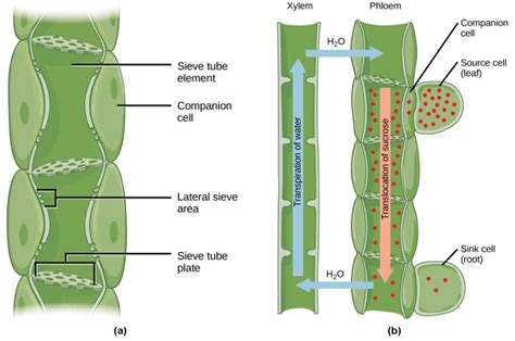 Difference Between Xylem And Phloem