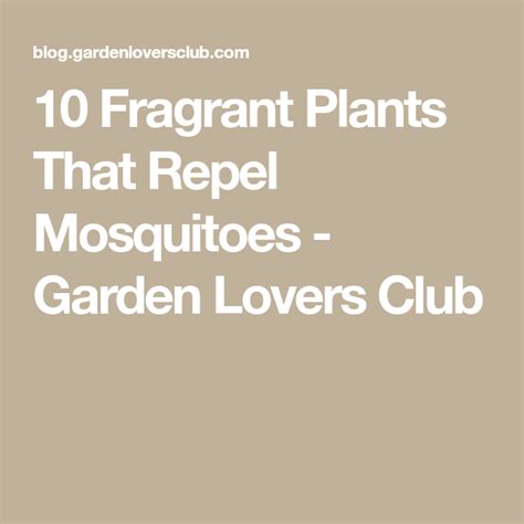 10 Fragrant Plants That Repel Mosquitoes Mosquito Repelling Plants