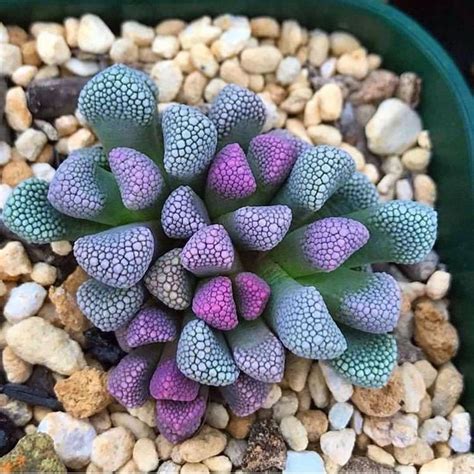 Seed packs from the cactiforum seed depot. Why Are Succulent Leaves Falling Off? (Guide With Pictures ...
