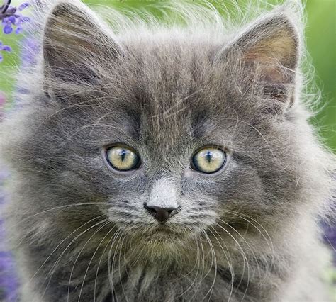 The norwegian forest cat, affectionately dubbed the wegie, is a large, natural cat that hails from the harsh climate of norway. Norwegian Forest Kitten Portrait...so sweet! | Norwegian ...