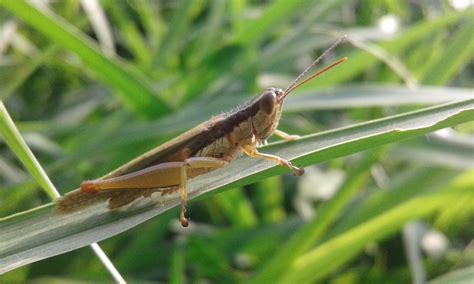 Crickets (also known as true crickets), of the family gryllidae, are insects related to bush crickets, and, more distantly, to grasshoppers. Free Images : locust, grasshopper, invertebrate, cricket ...