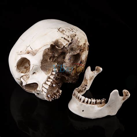 Life Size 11 Resin Human Skull Model Anatomical Medical Teaching