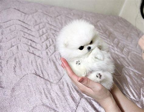 Teacup White Cute Pomeranian Puppies L Sanpiero