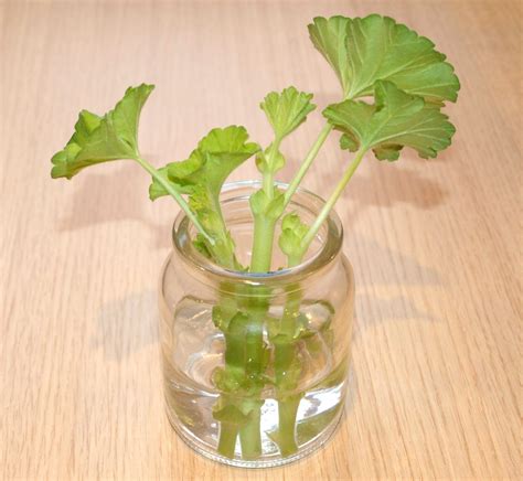 It is caused by various species of the oomycete phytophthora , also known as a water mold. Mark's Veg Plot: Taking Geranium cuttings