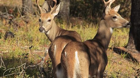 Top 22 Most Beatiful Beautiful Deer Wallpapers In Hd