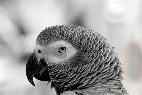 Parrot Profile In Black And White Photograph By Allen Penton Fine Art