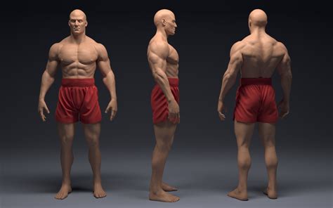 Male Human Anatomy Zbrush Sculpt Flippednormals Hot Sex Picture