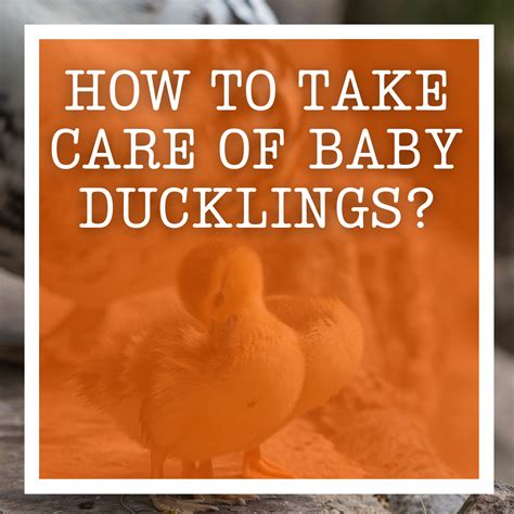 How To Take Care Of Baby Ducklings