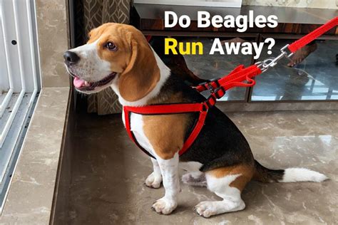 beagles run  beagle care