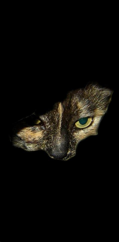 Peek A Boo Cat Wallpaper By 1artfulangel Download On Zedge 23b6
