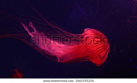 Beautiful Jellyfish Moving Through Water Neon Stock Photo 1661191216