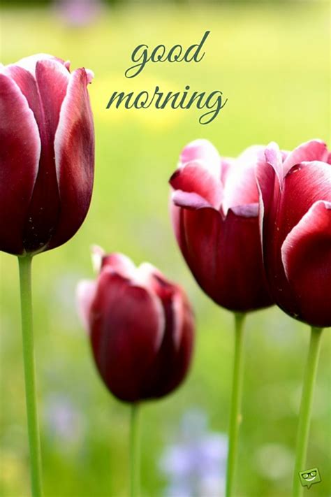 Save on cyber monday flowers and gifts. Good Morning - Tulips Image