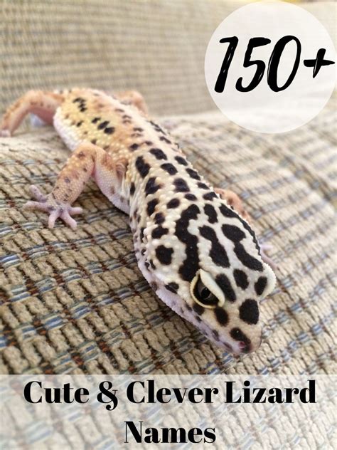 150 Cute And Funny Names For Your Pet Lizard Pethelpful