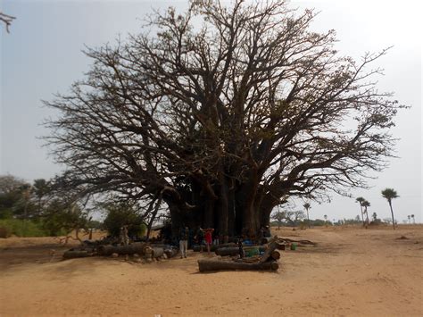 Le Plus Gros Baobab Sénégal Voyage Sénégal Voyageur