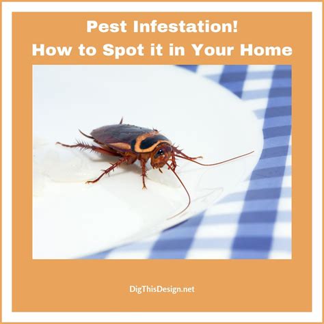 After all, pests could bring some serious damage to your however, you can spot early signs of nesting despite them being made in such discreet places because the evidence is usually left in large amounts. How to Know if Your Home Has a Pest Infestation - Dig This ...