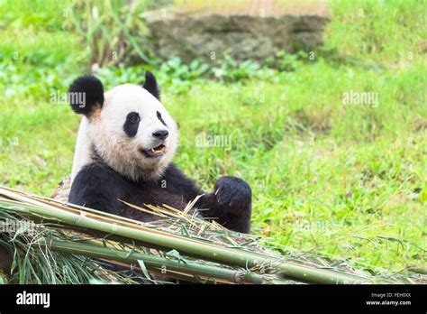 Giant Panda Ailuropoda Melanoleuca Eating Bamboo China Conservation