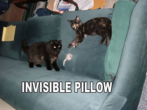 Invisible Pillow Funny Cat Pictures