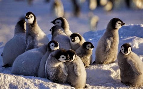 Miles De Pingüinos Bebés Se Ahogan Por Derretimiento De Su Hábitat