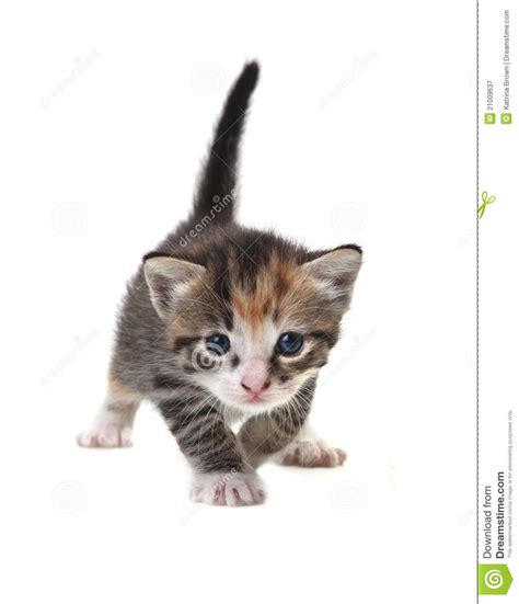 Baby Cute Kitten On A White Background Stock Image Image