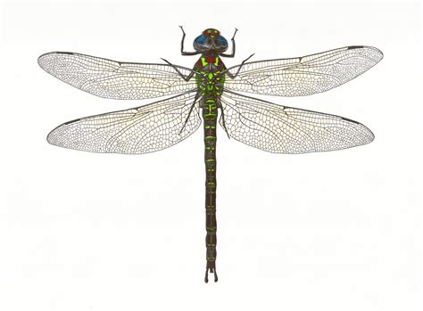 Dragonfly Illustration 1 Print Etsy