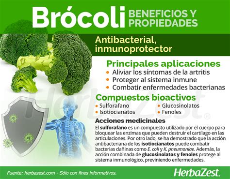 Brócoli Beneficios Y Contraindicaciones Dudmoms