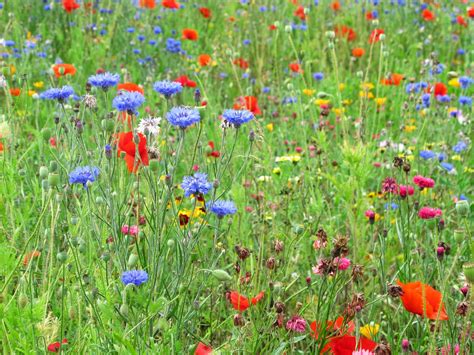Flowers By Shamini Wildflower Meadow In Preston Park