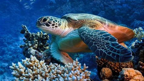 Red Sea Diving Largest Sea Turtle Sea Turtle Sea Creatures