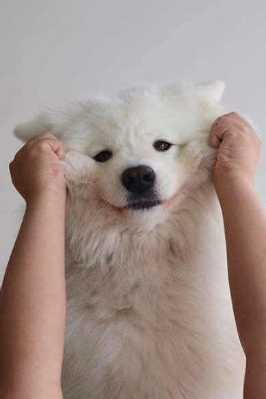 These Are The 14 Cutest Photos Of Samoyed Puppies Weve