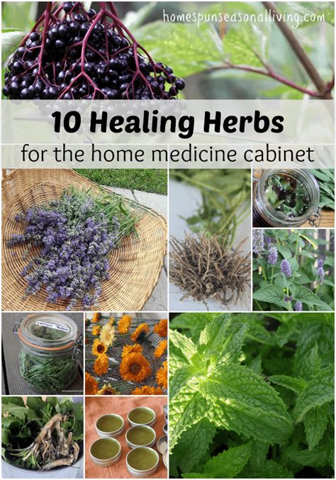 10 Healing Herbs