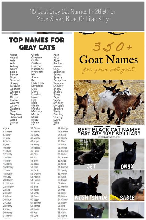 Weve Rounded Up The Top Names For Gray Cats And Kittens Pet Names