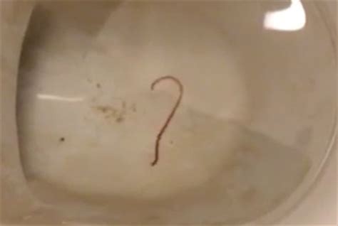 With huge companies like google, apple, and amazon drawing your attention in different directions, digital trends offers. Worm in Toilet Bowl Could be Ascaris Worm or Earthworm ...