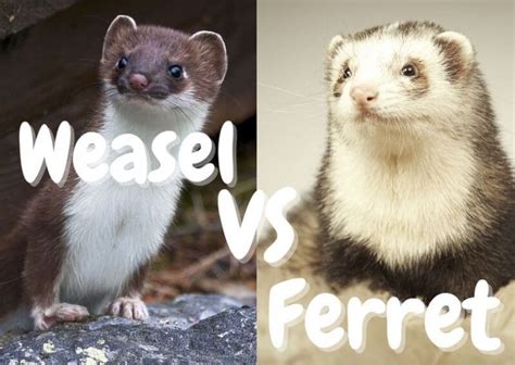 Weasel Vs Ferret 8 Differences With Pictures The Pet Savvy