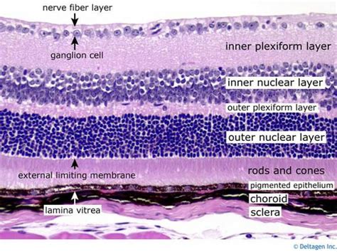 Histology Of The Eye Biological Tissues Normal And Cancerous