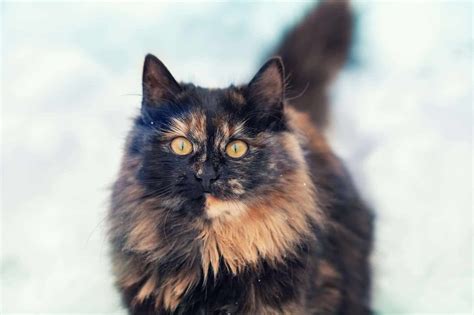 Facts About Tortoiseshell Cats Personality History Health More