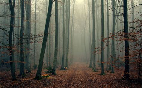 Landscape Nature Tree Forest Woods Autumn Fog Wallpaper