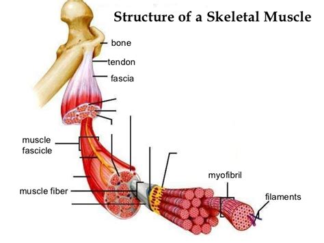 By printing out this quiz and taking it with pen and paper. Physiology CH 8 lecture notes