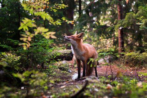 Woodland Animals Leap From The Screen In Finnish Photographers Work