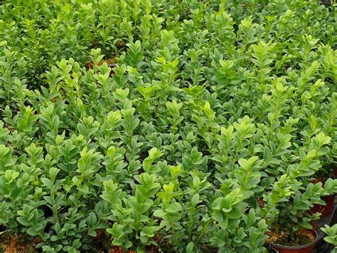 30 Common Box Buxus Sempervirens15 20cm In 9cm Pots Evergreen