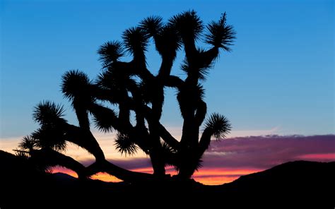 Joshua Tree National Park Hd Wallpaper Background Image 1920x1200