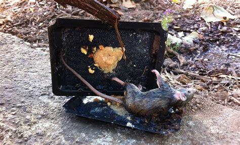 Trapped And Suffering The Heartbreaking Reality Of Glue Traps
