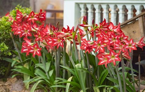 Grow Amaryllis Flower Bulbs Best Flower Site