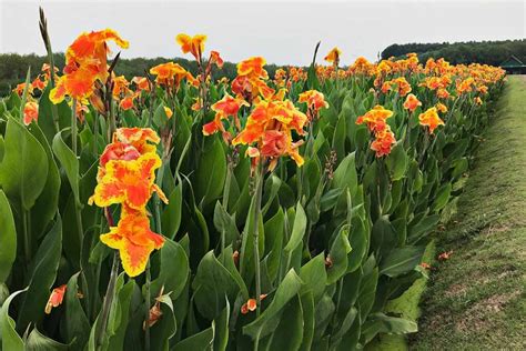 How To Grow And Care For Canna Lilies Gardeners Path