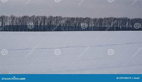 Winter Landscape Snowy Field Trees On The Horizon Stock Image Image