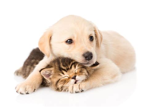 Golden Retriever Puppy Dog Hugging Sleeping British Cat Isolated On