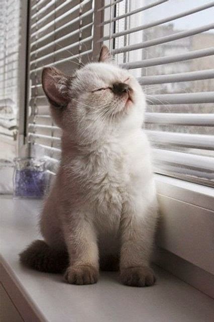 Lovely Pets ༻ Top 5 Amazing Adorables Cats You Ever See