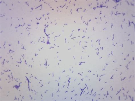 Eisco Prepared Microscope Slide Coccus Smear Gram Positive